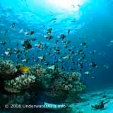Damselfish